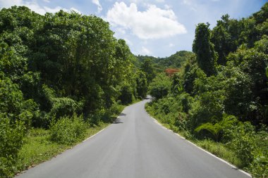 yol ve yeşil orman