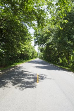 yol ve yeşil orman