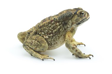 Beyaz arka plan üzerinde izole kurbağa