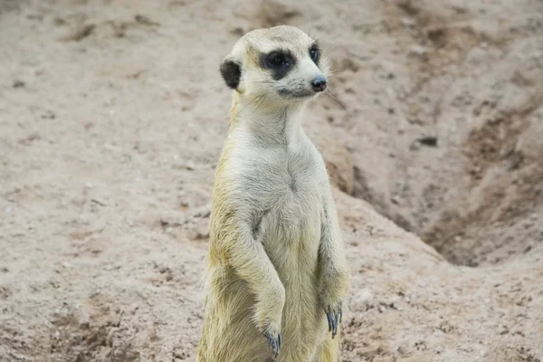 Erdmännchen stehend — Stockfoto