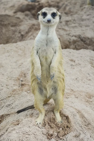 Meerkat ayakta — Stok fotoğraf