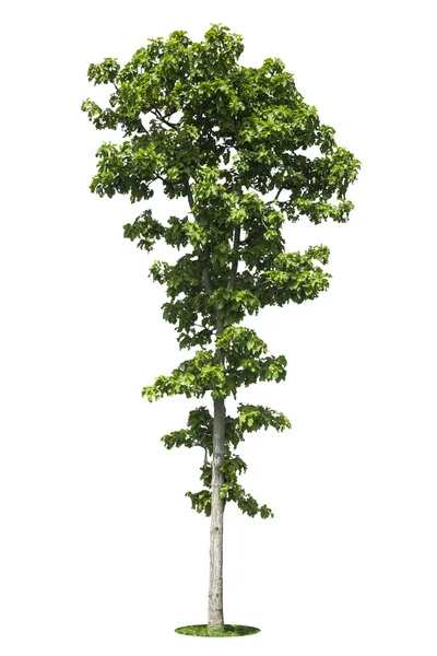Ağaç izole beyaz arkaplan — Stok fotoğraf