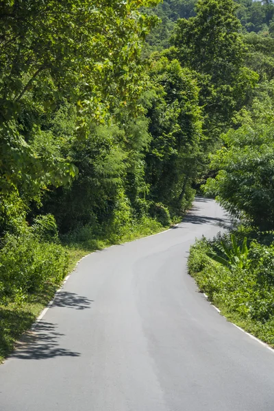 Carretera y bosque verde — Foto de Stock