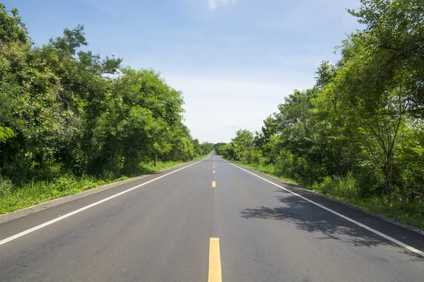 Carretera y bosque verde — Foto de Stock