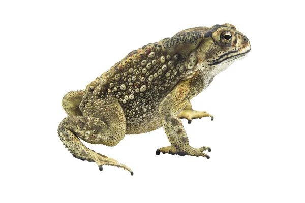 Toad isolated on white background — Stock Photo, Image