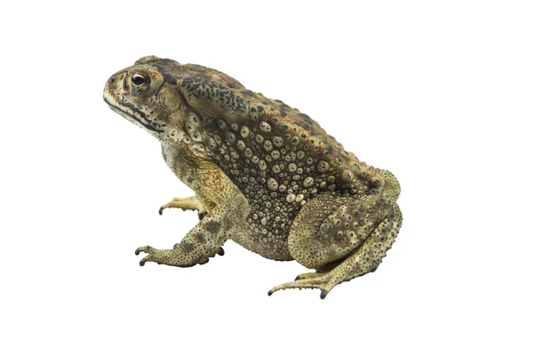 Toad isolated on white background — Stock Photo, Image