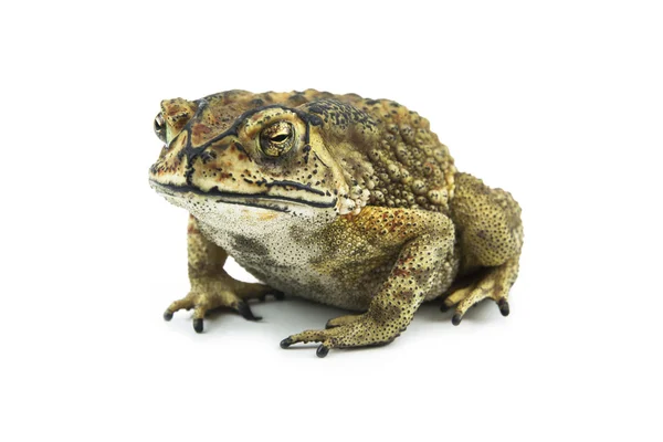 Toad isolated on white background — Stock Photo, Image