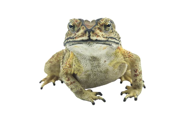 Toad isolated on white background — Stock Photo, Image