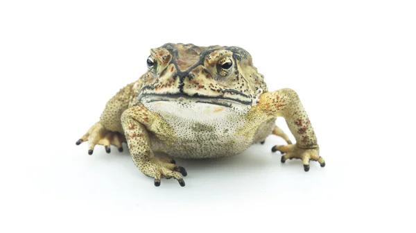 Žába izolovaných na bílém pozadí — Stock fotografie