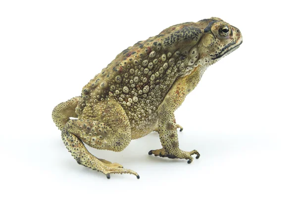 Toad isolated on white background — Stock Photo, Image