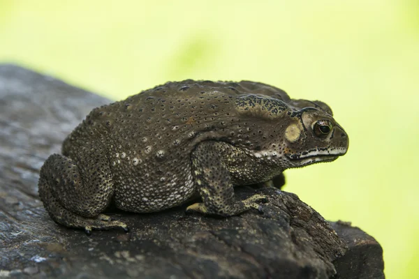 Padda på virket naturliga — Stockfoto