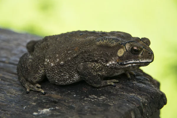 Toad on the timber natural — Stock Photo, Image