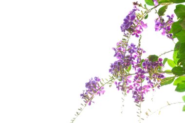 duranta, altın yaprağın, üzerinde beyaz izole güvercin berry