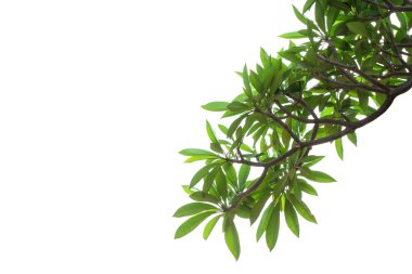 Frangipani yaprak arka plan.