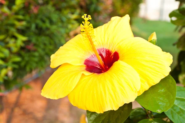 Hibiscus — Stock Photo, Image