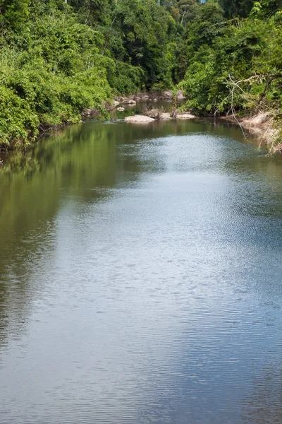 Vihreä metsä ja joki — kuvapankkivalokuva