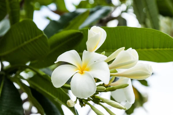 Weiße Frangipani-Blüten — Stockfoto