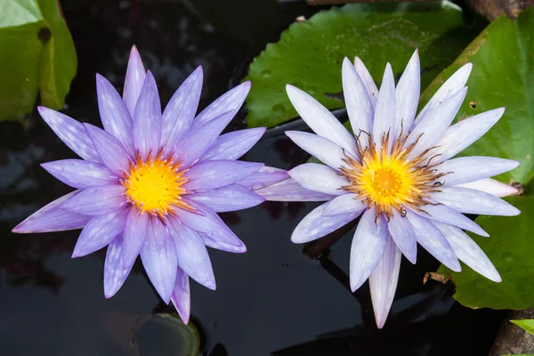 Lotus blossoms or water lily flowers . — Stock Photo, Image