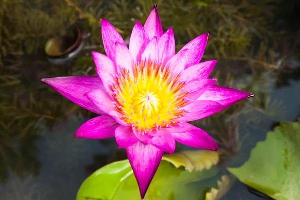 Lotus flower, beautiful lotus. — Stock Photo, Image