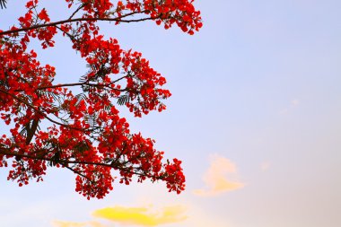 Tavus kuşu akşam gökyüzü çiçekleri.