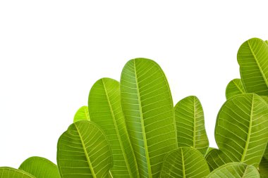 Beyaz arkaplanda yeşil yaprak izole edildi