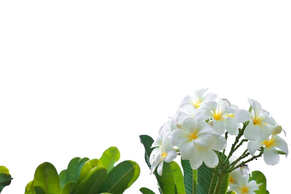화이트 frangipani 꽃 절연 화이트 — 스톡 사진