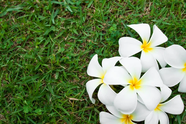 Flores brancas de frangipani — Fotografia de Stock