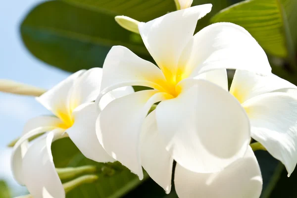 Blanco Frangipani flores en el parque — Foto de Stock