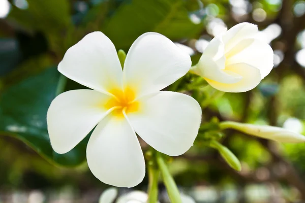 Beyaz frangipani çiçek Park — Stok fotoğraf