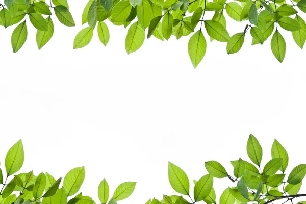 Green leaf background — Stock Photo, Image