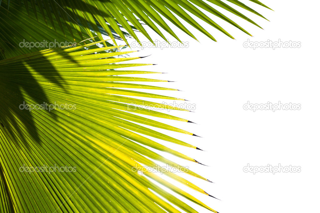 Texture of Green palm Leaf on white
