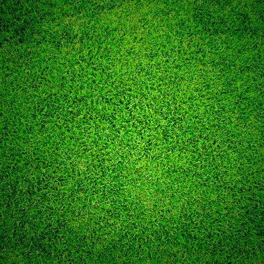 yeşil çim dokusu