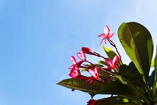 Frangipani flowers on blue sky. — Stock Photo, Image