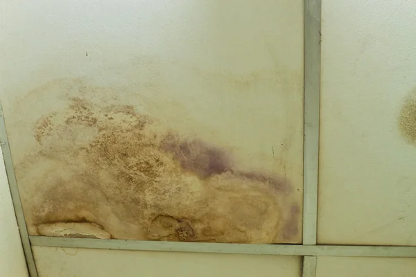 su lekeleri ve küf tavan