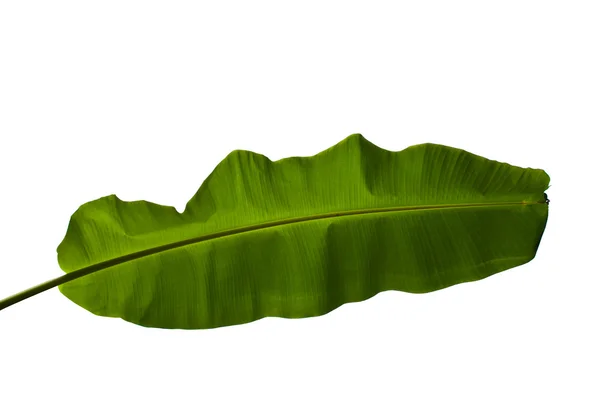 Banana leaf isolated on white background — Stock Photo, Image