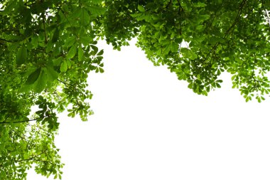 yaprak yeşil arka plan