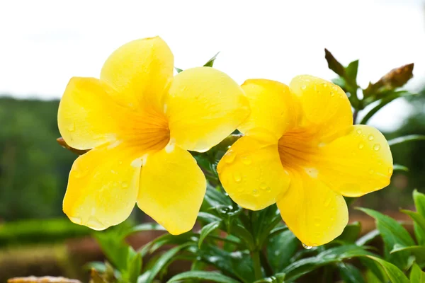 Allamanda sarı çiçek — Stok fotoğraf