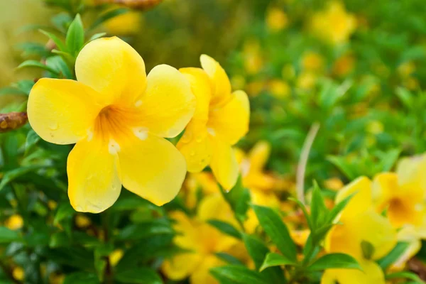 Allamanda yellow flower. — Stock Photo, Image