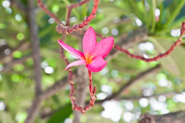 Frangipani flores de perto . — Fotografia de Stock