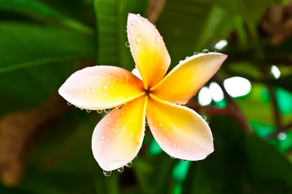 Damla su üzerinde plumeria, — Stok fotoğraf