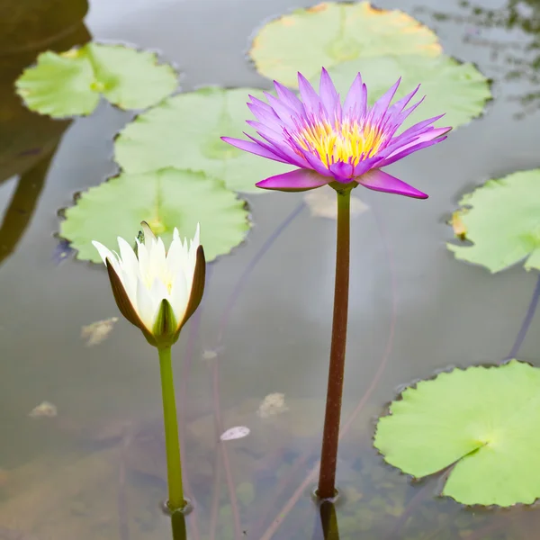 Fleur de lotus pourpre et fleur de lotus blanche — Photo