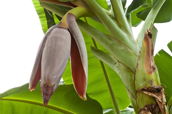 Banana flower isolate on white background — Stock Photo, Image