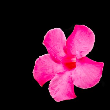 Siyah üzerine pembe çiçek