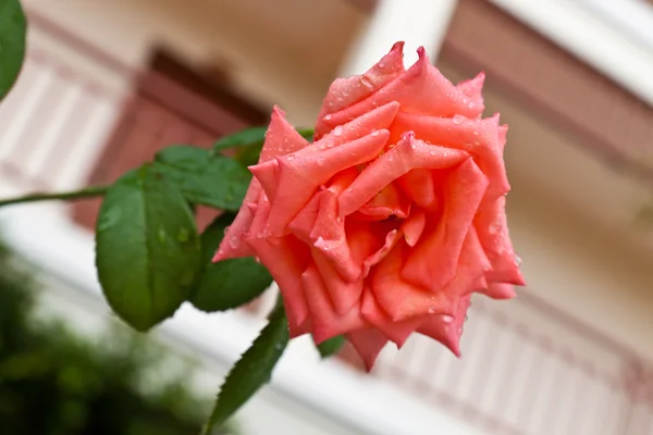 Beautiful pink rose in garden. — Stock Photo, Image