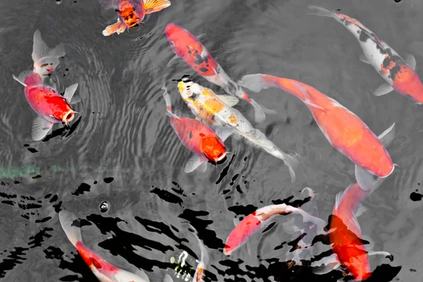 Carpa di Koi — Foto Stock