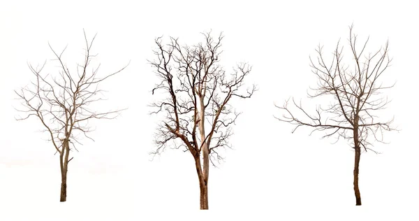 白い背景の上に死んだ木を設定します。 — ストック写真