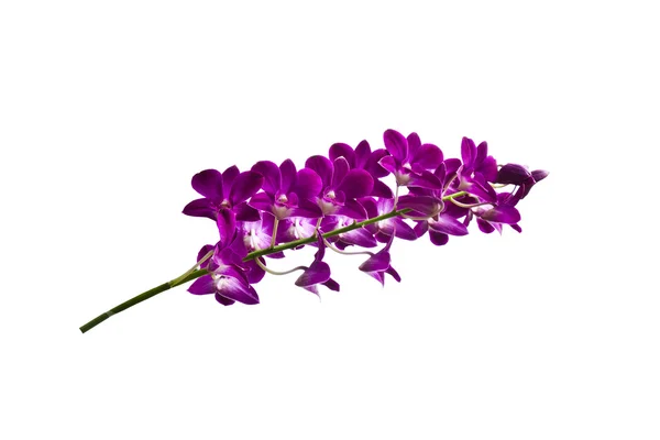 Orquídeas roxas no fundo branco — Fotografia de Stock