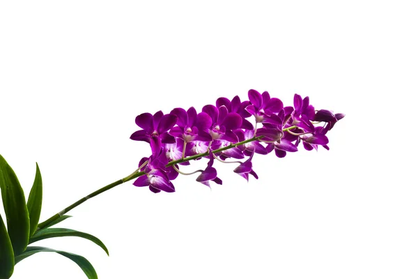 Fialové orchideje na bílém pozadí — Stock fotografie