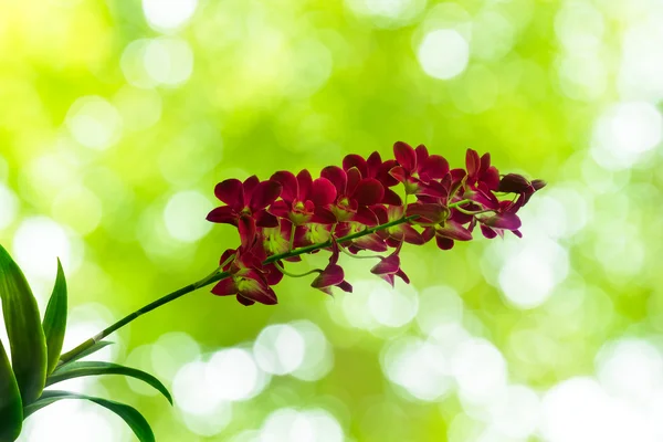 Flor de orquídea roxa com bokeh verde — Fotografia de Stock