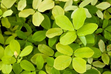 yaprak yeşil arka plan